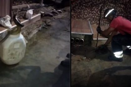 Sucuri é capturada por bombeiros em área residencial da zona centro-oeste de Manaus