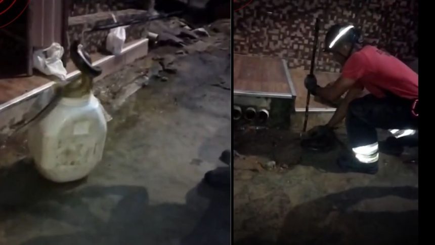 Sucuri é capturada por bombeiros em área residencial da zona centro-oeste de Manaus