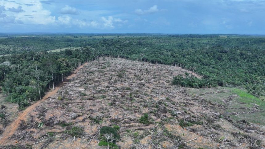 Fiscalização ambiental no sul do Amazonas resulta em mais de R$ 32 milhões em multas