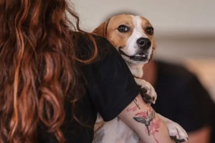 Nova legislação estabelece regras para custódia compartilhada de animais após separação