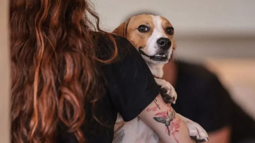 Nova legislação estabelece regras para custódia compartilhada de animais após separação