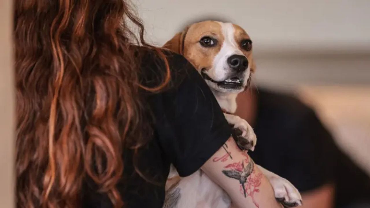 Nova legislação estabelece regras para custódia compartilhada de animais após separação