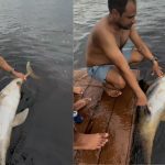 Boto tucuxi é encontrado morto com ferimento de tiro as margens de flutuante em Manaus