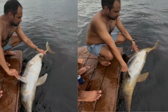 Boto tucuxi é encontrado morto com ferimento de tiro as margens de flutuante em Manaus