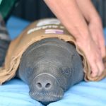 Filhote de peixe-boi fêmea é resgatada ferida em Itacoatiara