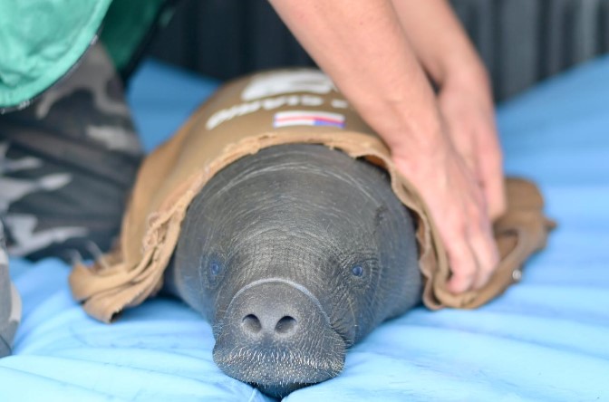 Filhote de peixe-boi fêmea é resgatada ferida em Itacoatiara