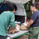 Operação contra cativeiros ilegais resgata 53 animais silvestres