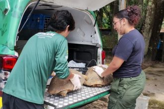 Operação contra cativeiros ilegais resgata 53 animais silvestres
