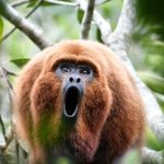 IBAMA vai mapear iniciativas de conservação e turismo silvestre