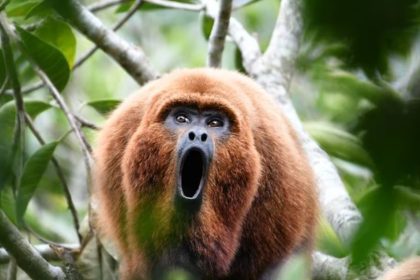 IBAMA vai mapear iniciativas de conservação e turismo silvestre