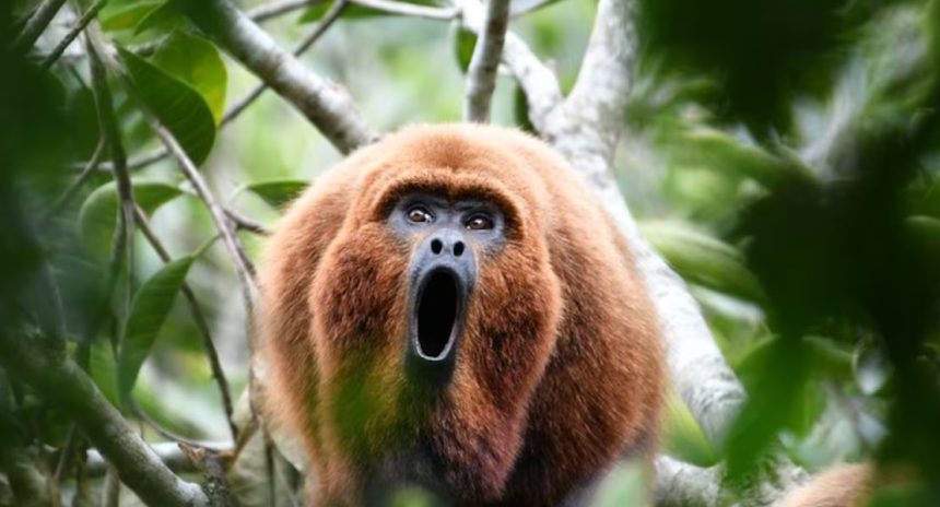 IBAMA vai mapear iniciativas de conservação e turismo silvestre