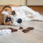 Entenda os perigos da ingestão de chocolate para cães e gatos