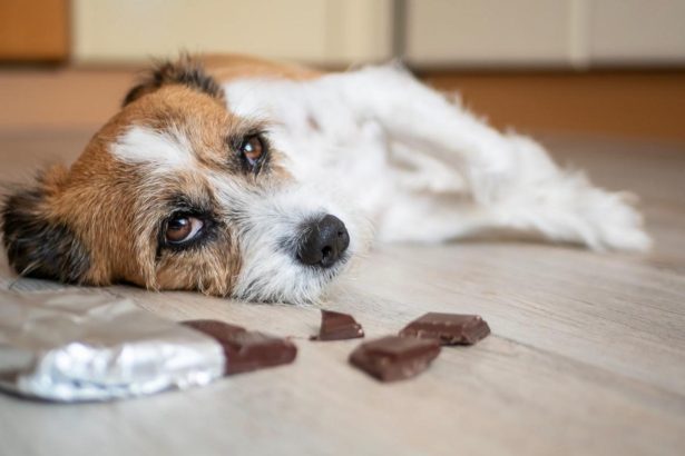 Entenda os perigos da ingestão de chocolate para cães e gatos