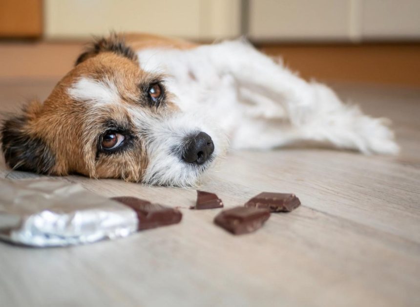 Entenda os perigos da ingestão de chocolate para cães e gatos