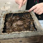 UFAM recebe congresso sobre criação de abelhas sem ferrão