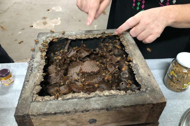 UFAM recebe congresso sobre criação de abelhas sem ferrão