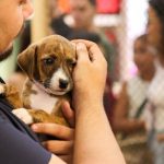 Evento promove adoção de cães e gatos em shopping de Manaus