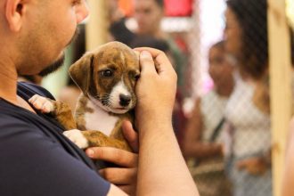 Evento promove adoção de cães e gatos em shopping de Manaus