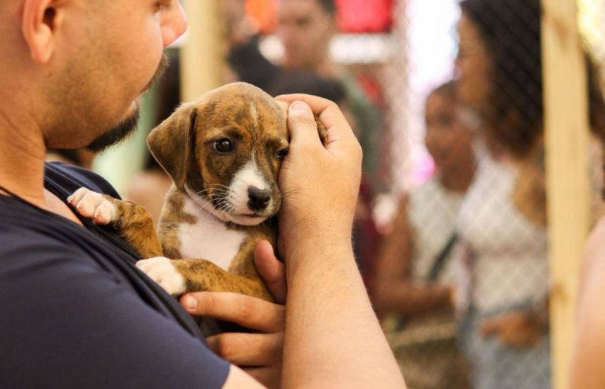 Evento promove adoção de cães e gatos em shopping de Manaus