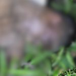 Imagem desfocada de corpo em vegetação