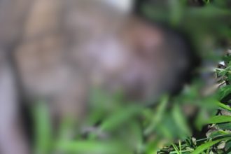 Imagem desfocada de corpo em vegetação