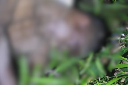 Imagem desfocada de corpo em vegetação