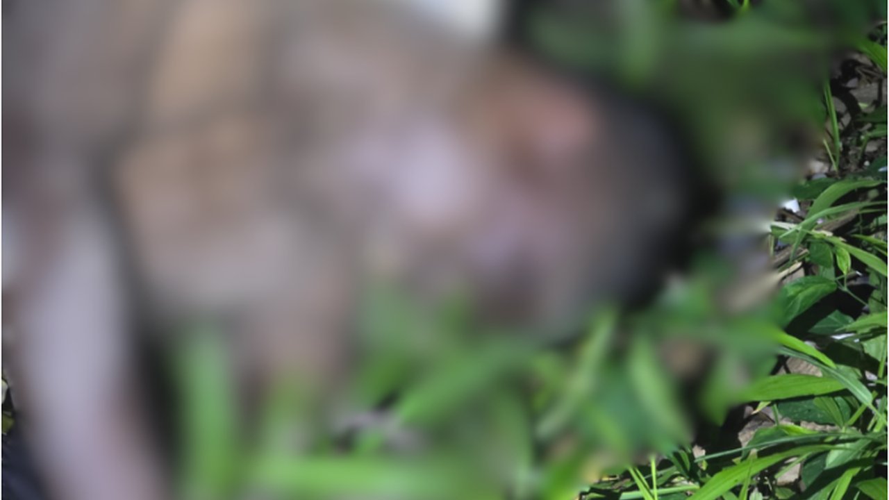 Imagem desfocada de corpo em vegetação