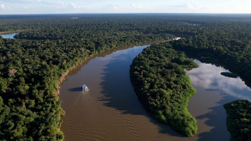 Amazonas reduz desmatamento em 14,6% em 2025, aponta relatório do MapBiomas