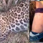 Homem mata onça-pintada após ser atacado em Autazes