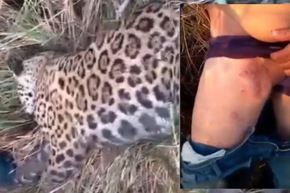 Homem mata onça-pintada após ser atacado em Autazes