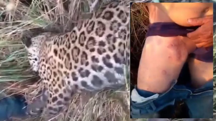 Homem mata onça-pintada após ser atacado em Autazes