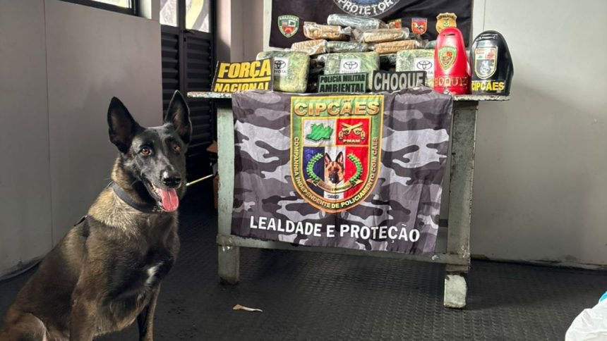 Mais de 42 kg de skunk são apreendidos em embarcação no Amazonas