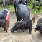 Filhote de búfalo fica preso no chifre da mãe e é resgatado em fazenda em Itacoatiara