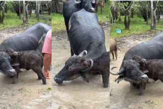 Filhote de búfalo fica preso no chifre da mãe e é resgatado em fazenda em Itacoatiara