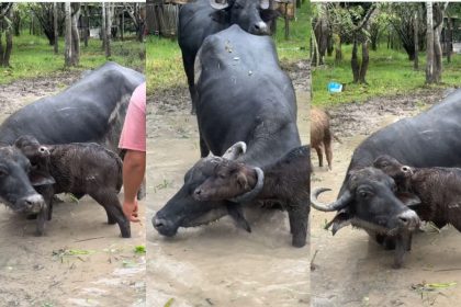 Filhote de búfalo fica preso no chifre da mãe e é resgatado em fazenda em Itacoatiara