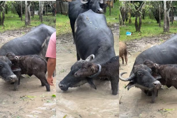 Filhote de búfalo fica preso no chifre da mãe e é resgatado em fazenda em Itacoatiara