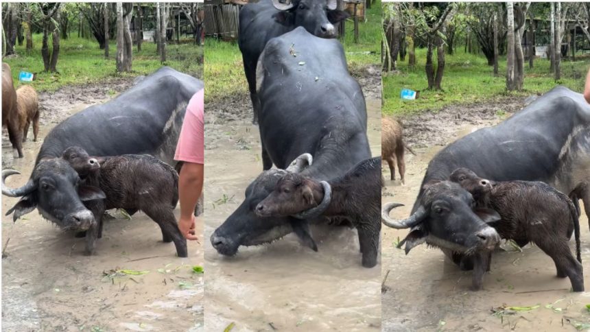 Filhote de búfalo fica preso no chifre da mãe e é resgatado em fazenda em Itacoatiara