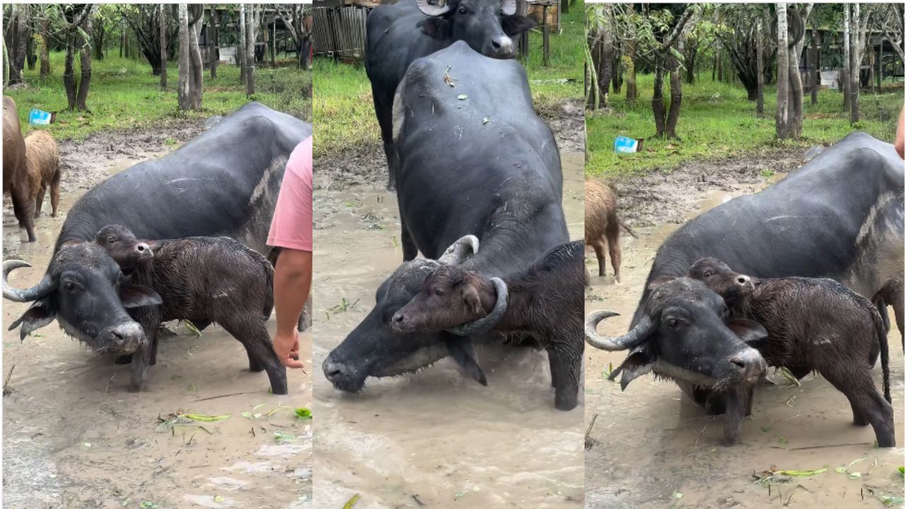 Filhote de búfalo fica preso no chifre da mãe e é resgatado em fazenda em Itacoatiara