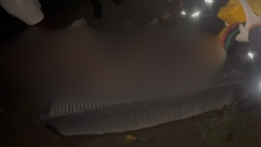 Jovem é encontrado ferido e amarrado em árvore na zona norte de Manaus