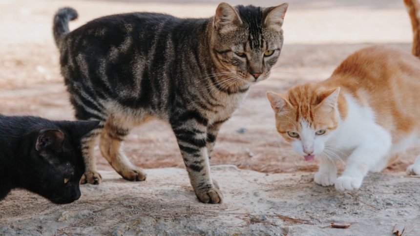 Alta no abandono de animais faz MP acionar Justiça por abrigo público em Manaus