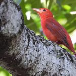 Mais de 200 espécies de aves migratórias utilizam o Amazonas como rota de passagem