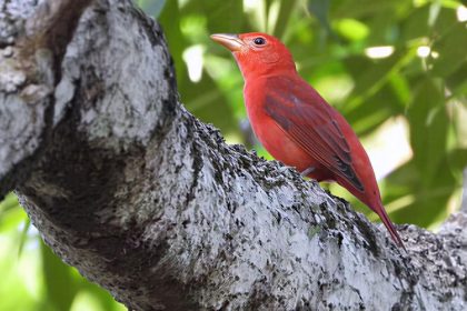 Mais de 200 espécies de aves migratórias utilizam o Amazonas como rota de passagem