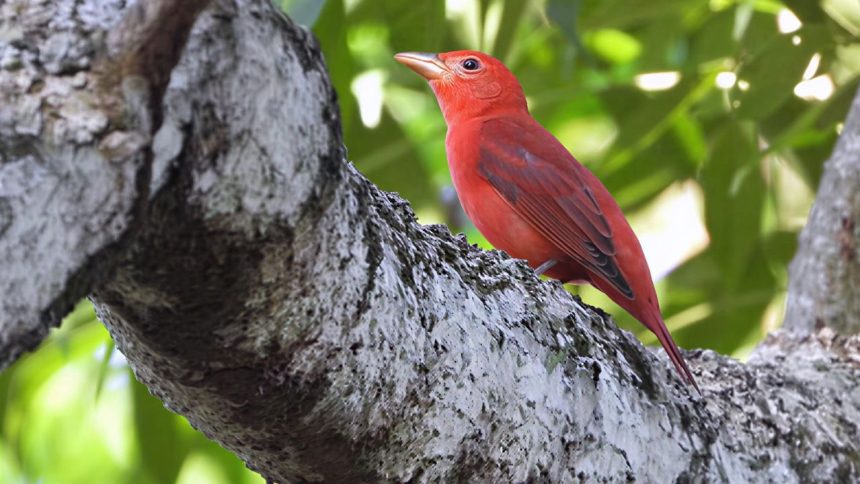 Mais de 200 espécies de aves migratórias utilizam o Amazonas como rota de passagem