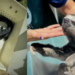Operação em Iranduba resgata animais silvestres usados em atividade turística irregular