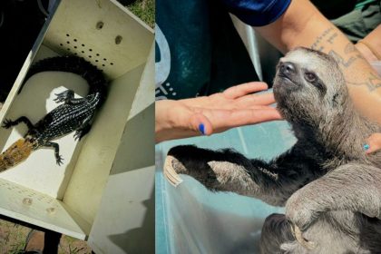 Operação em Iranduba resgata animais silvestres usados em atividade turística irregular