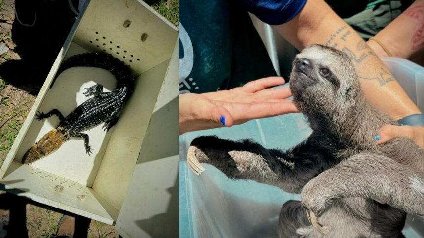 Operação em Iranduba resgata animais silvestres usados em atividade turística irregular