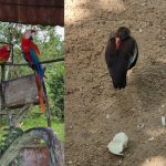 Operação resgata 15 animais silvestres mantidos em cativeiro irregular em Manaus