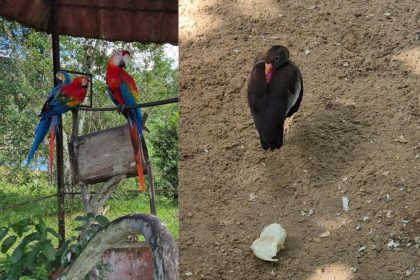 Operação resgata 15 animais silvestres mantidos em cativeiro irregular em Manaus