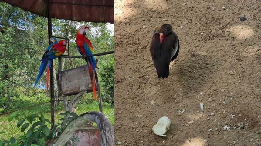 Operação resgata 15 animais silvestres mantidos em cativeiro irregular em Manaus