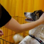 Evento em Manaus vai oferecer adoção e vacinação de animais